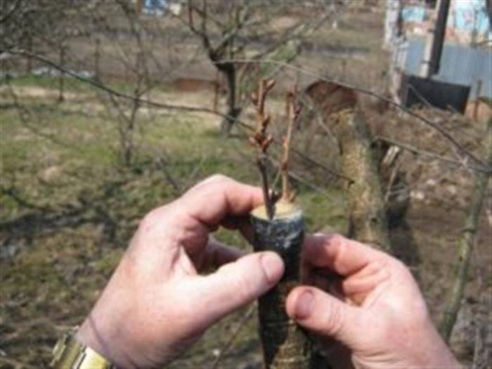 Як цвіте айва - вирощування дерева на дачі та застосування в ландшафті