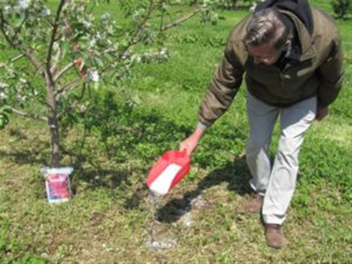 Як цвіте айва - вирощування дерева на дачі та застосування в ландшафті