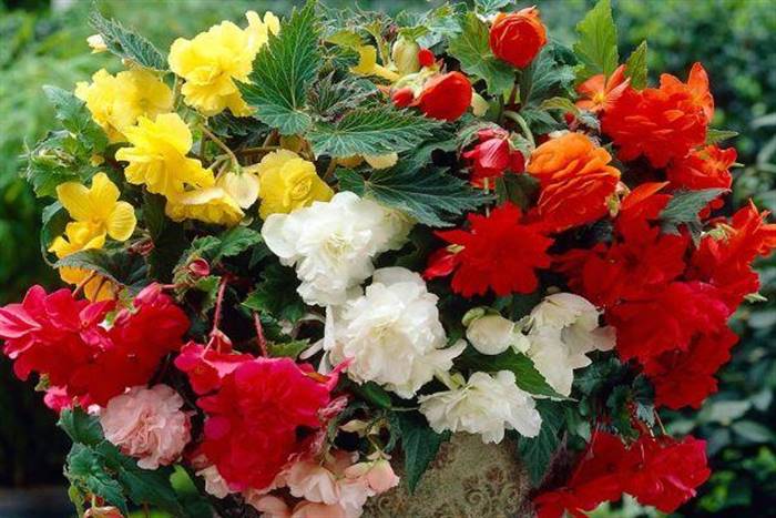 Як розмножується бульбова бегонія - способи розведення квітки на дачі