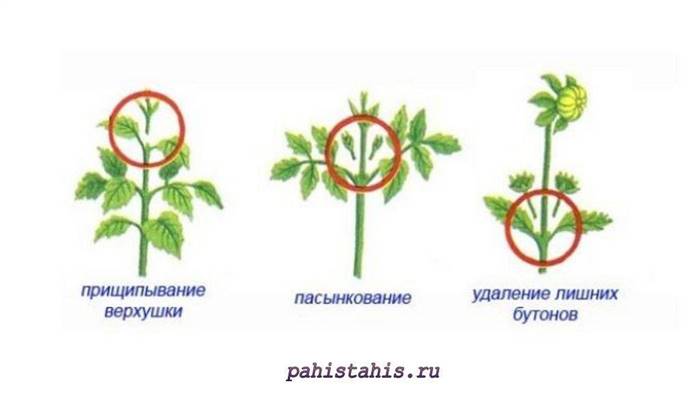 Як розмножується бульбова бегонія - способи розведення квітки на дачі