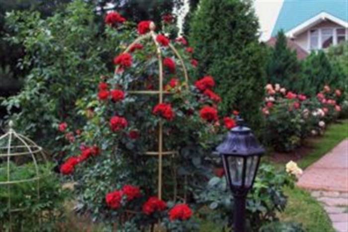 Як розташувати троянди в ландшафтному дизайні дачної ділянки - поради