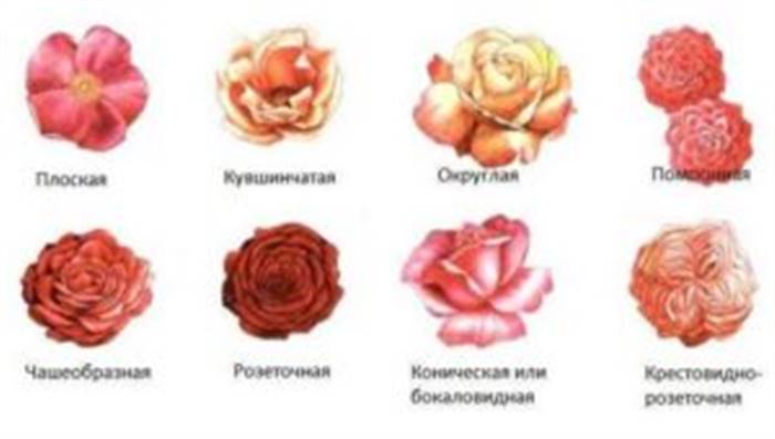 Як розташувати троянди в ландшафтному дизайні дачної ділянки - поради