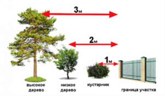 Якою має бути відстань від паркану до дерев на дачі