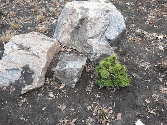 Гірська сосна в ландшафтному дизайні заміського будинку