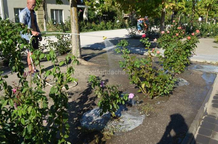 Як садити троянди на дачній ділянці - особливості догляду за квітами