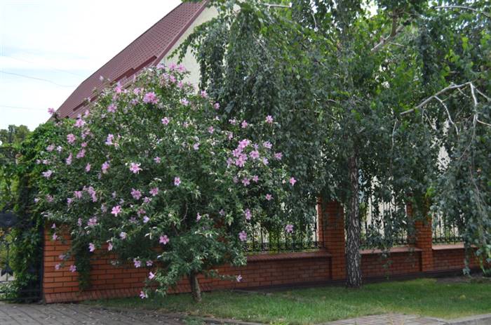 Як облаштувати ландшафтний дизайн маленької ділянки - рекомендації