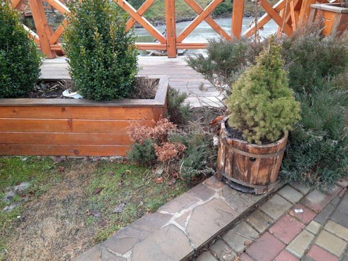 Гірська сосна в ландшафтному дизайні заміського будинку