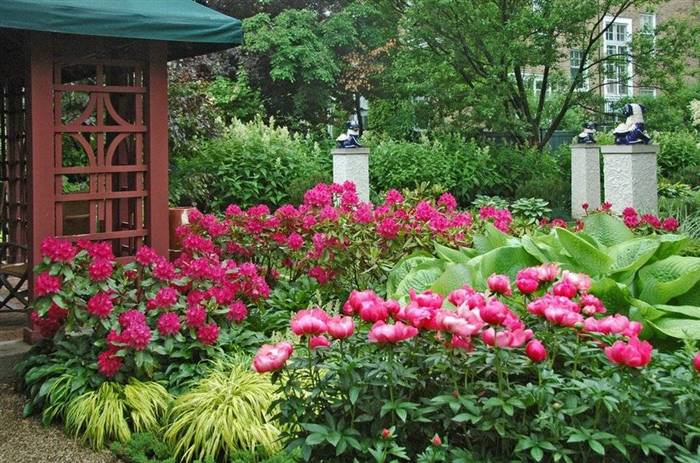Як використовують півонії в ландшафтному дизайні - ідеї красивих композицій