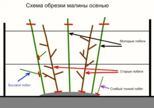 Обрізка малини восени з покроковою інструкцією Обрізка малини восени з покроковою інструкцією