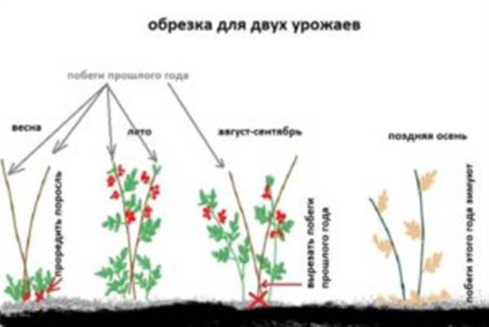 Обрізка малини восени з покроковою інструкцією Обрізка малини восени з покроковою інструкцією