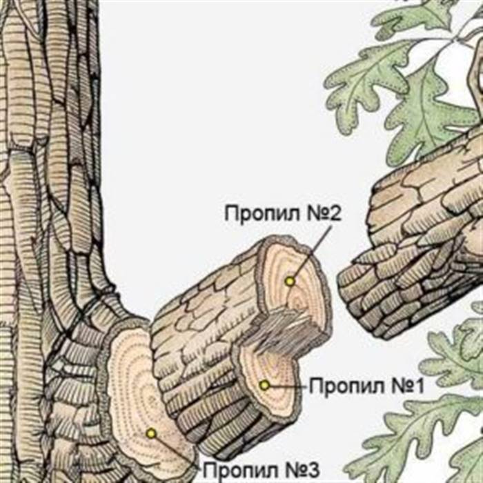 Обрізка плодових дерев восени покроково