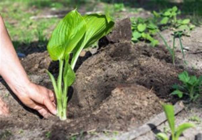 Як розмножується хоста насінням, діленням куща, живцями: опис