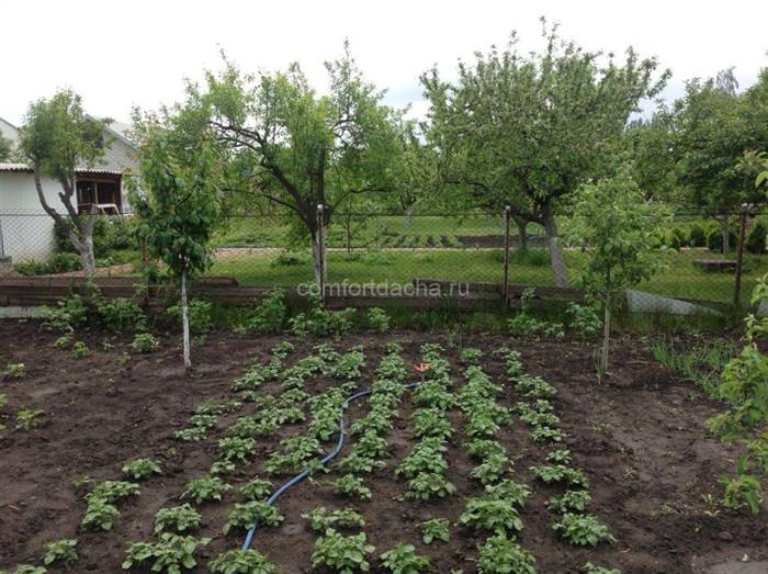 Якою має бути відстань між плодовими деревами на дачі