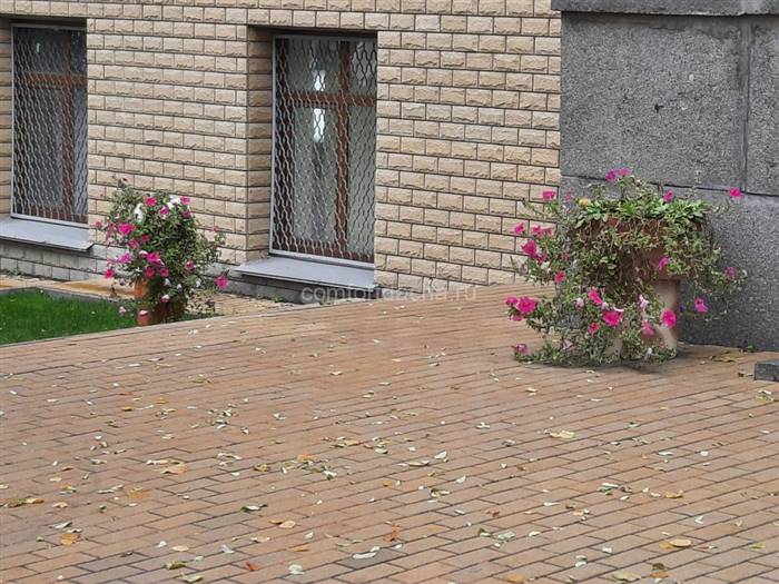 Петунія на клумбі: як розсадити рослини красиво, варіанти оформлення